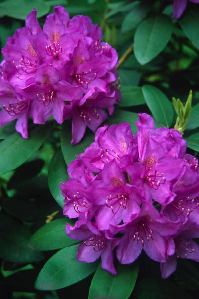 Photo of a purple Concord flower