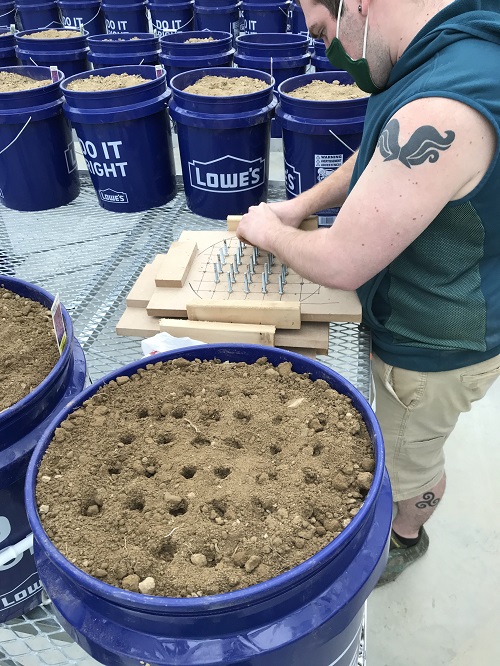 UMPI student Peter Baldwin works with a homemade seed hole spacer to help make seed-planting holes in the 5-gallon micro-plots.