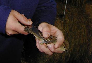 Two hands holding a small brown bird with orange feet