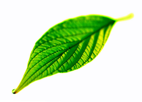 Digital graphic of green leaf on white background