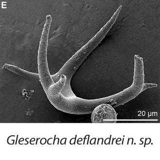 Photo of Gleserocha deflandrei n. sp.